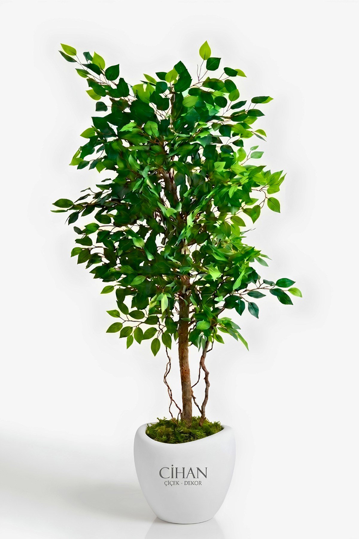 Premium Yapay Yeşil Benjamin Ağacı 150 cm - 32*28.5 Plastik Lale Saksılı