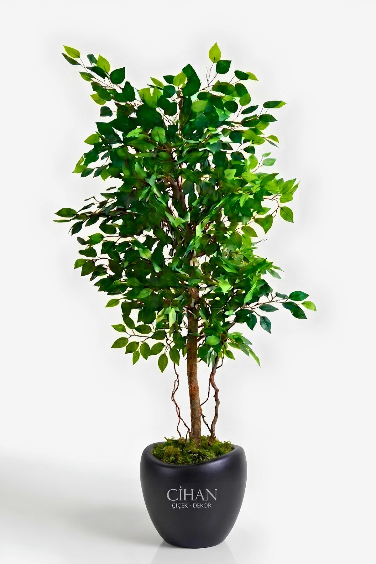 Premium Yapay Yeşil Benjamin Ağacı 150 cm - 32*28.5 Plastik Lale Saksılı