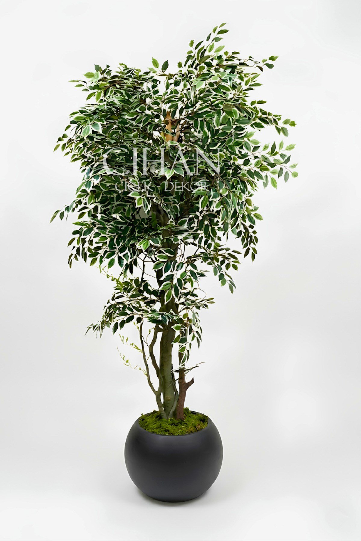 Yapay Benjamin Starlight Ağacı 180 cm - Küre Saksılı