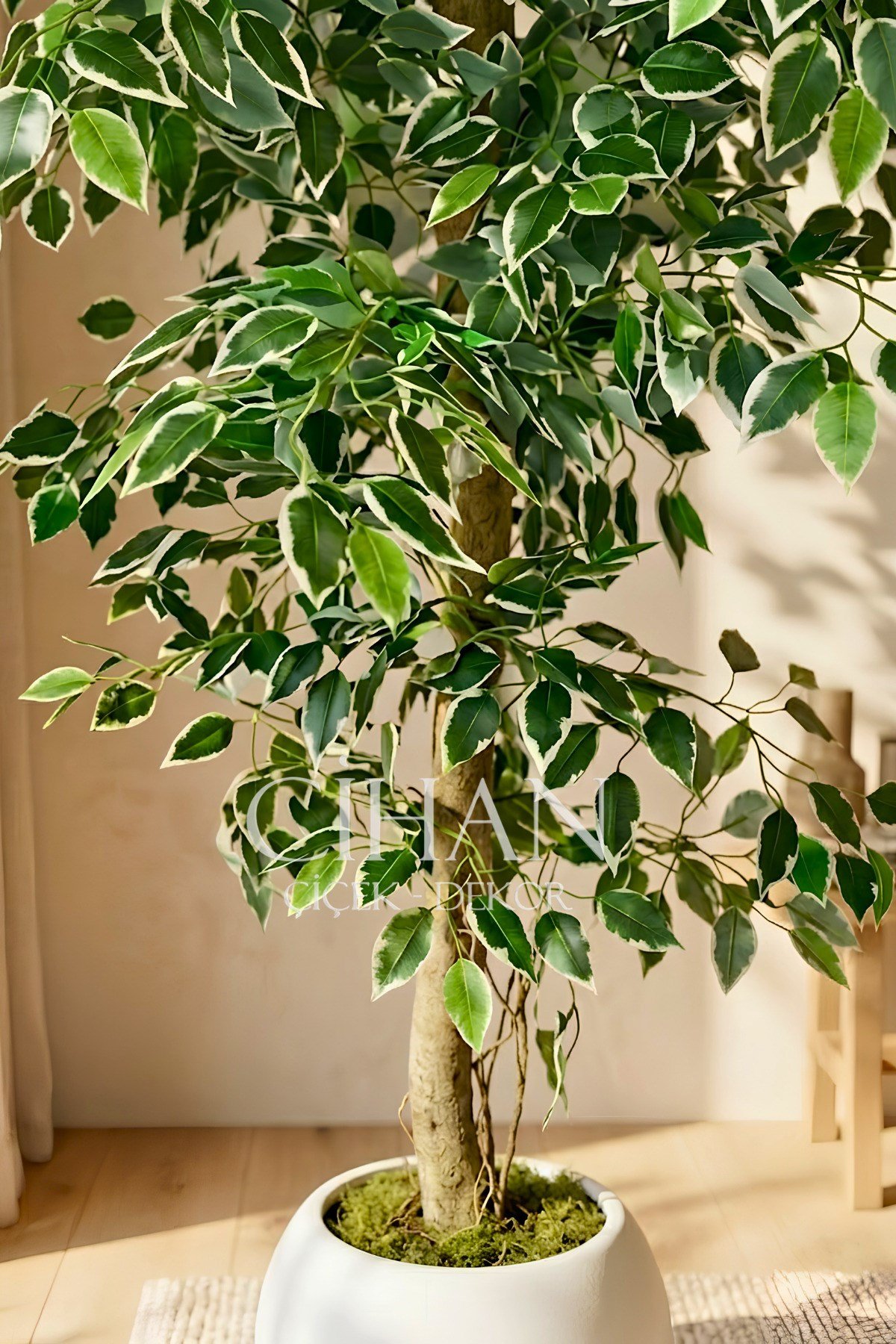 Yapay Ficus Ağacı 27x33 Beyaz Küre Saksılı 160 cm