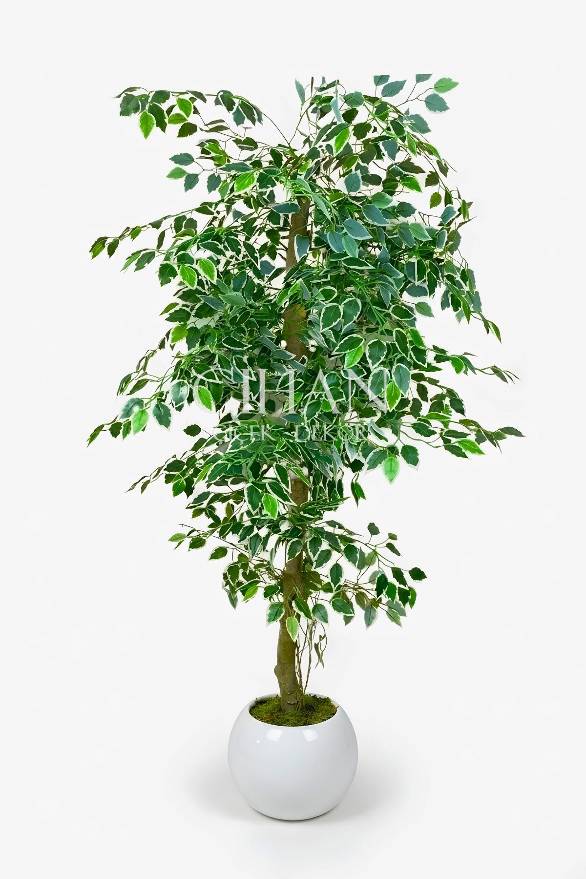 Yapay Ficus Ağacı 27x33 Beyaz Küre Saksılı 160 cm
