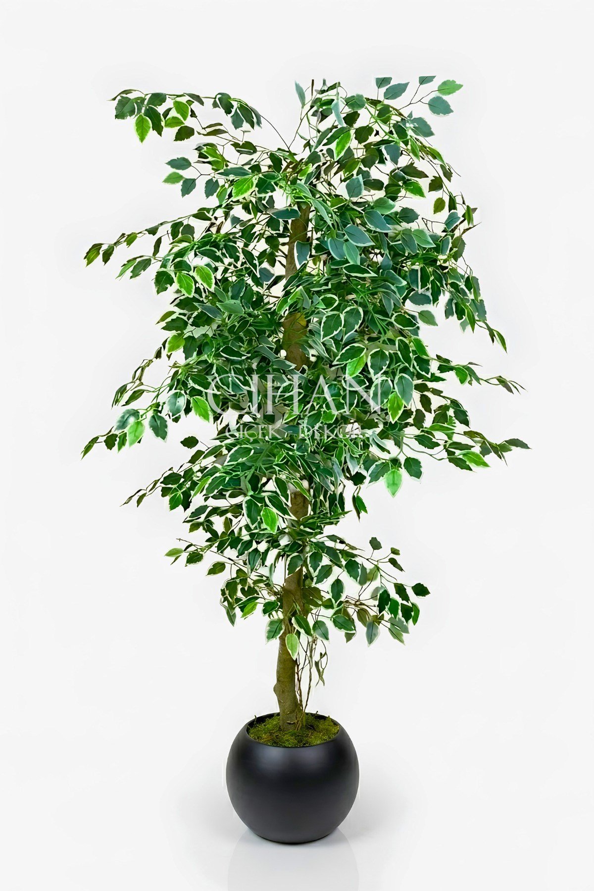 Yapay Ficus Ağacı 27x33 Siyah Küre Saksılı 160 cm