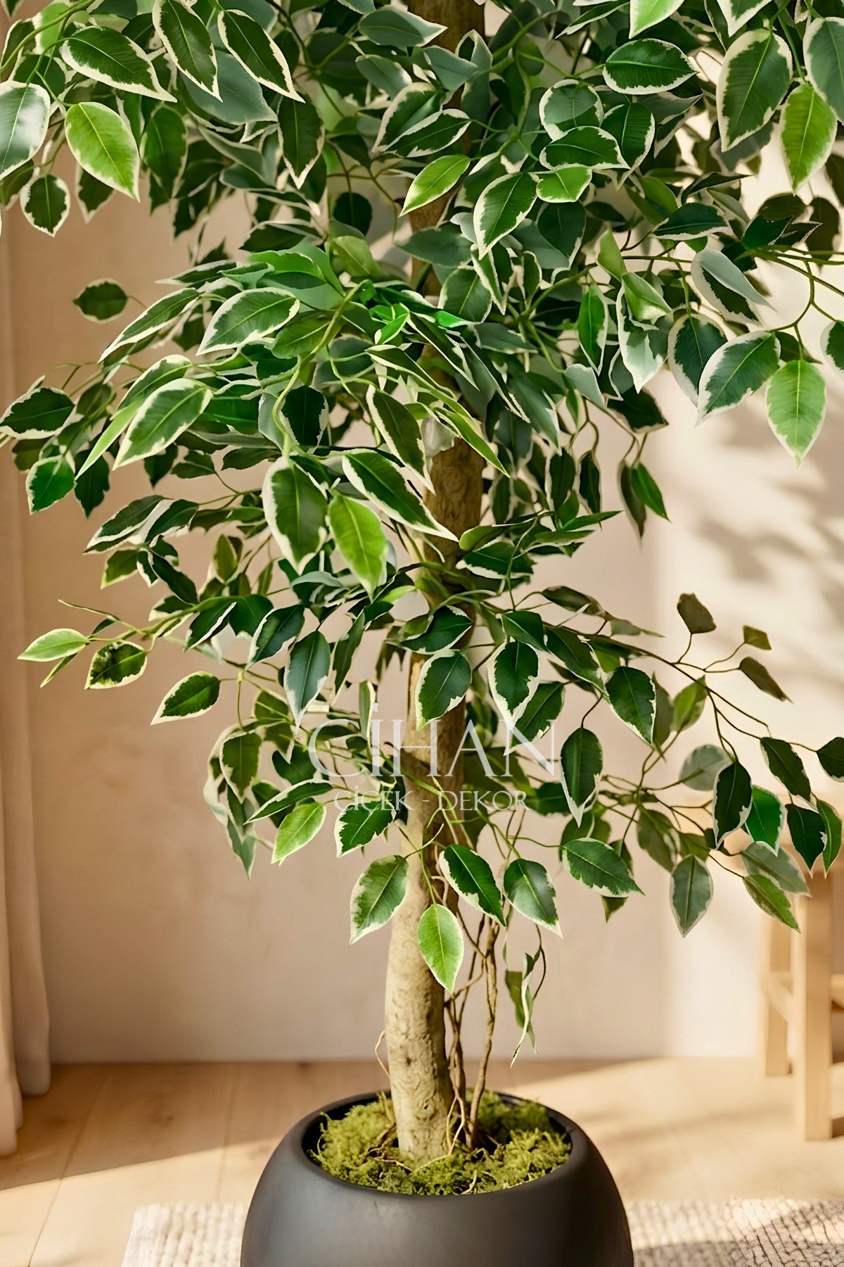 Yapay Ficus Ağacı 27x33 Siyah Küre Saksılı 160 cm