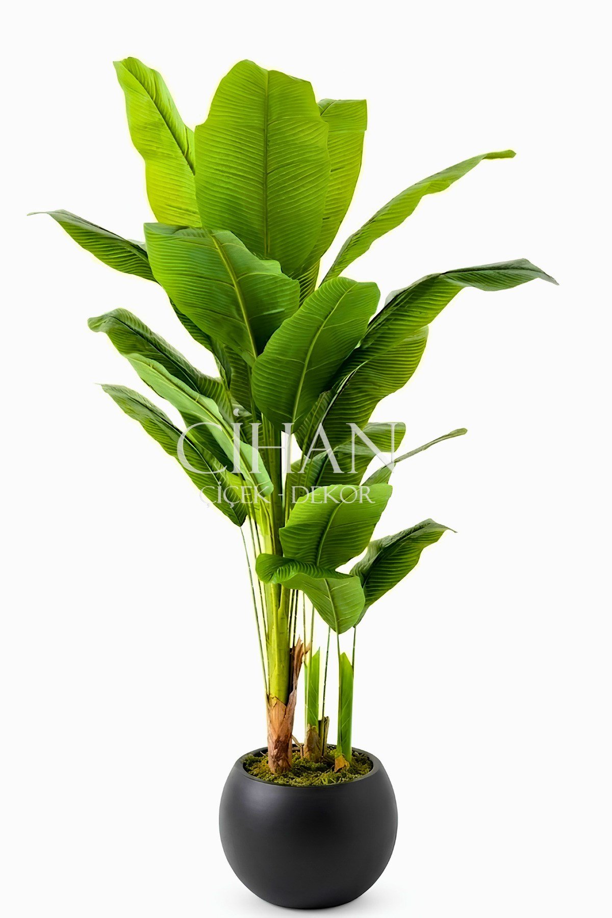 Yapay Muz Ağacı 180-190 Cm Siyah Küre Saksı