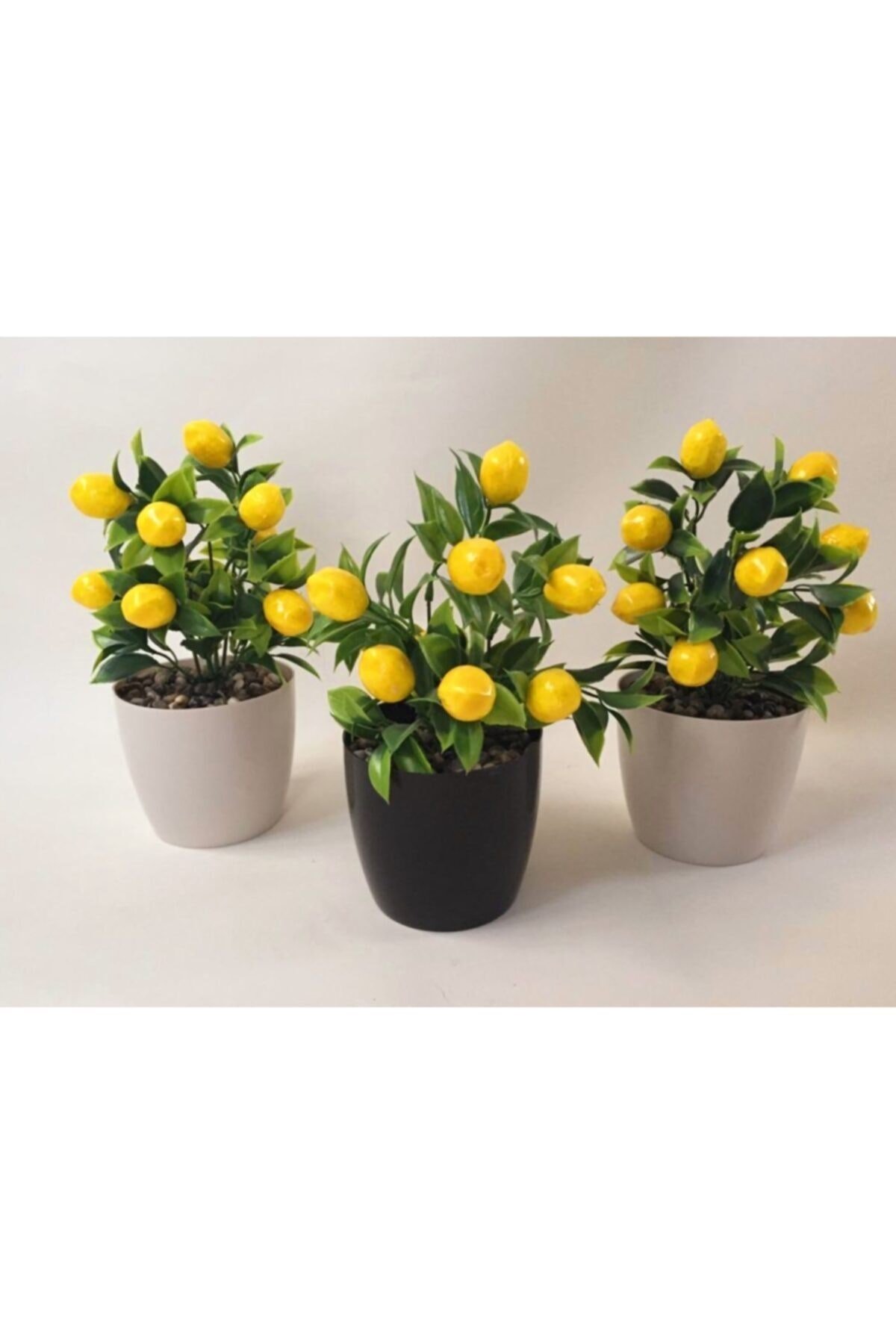 Yeşil Sarı Limon Ağacı 3'lü Set 15