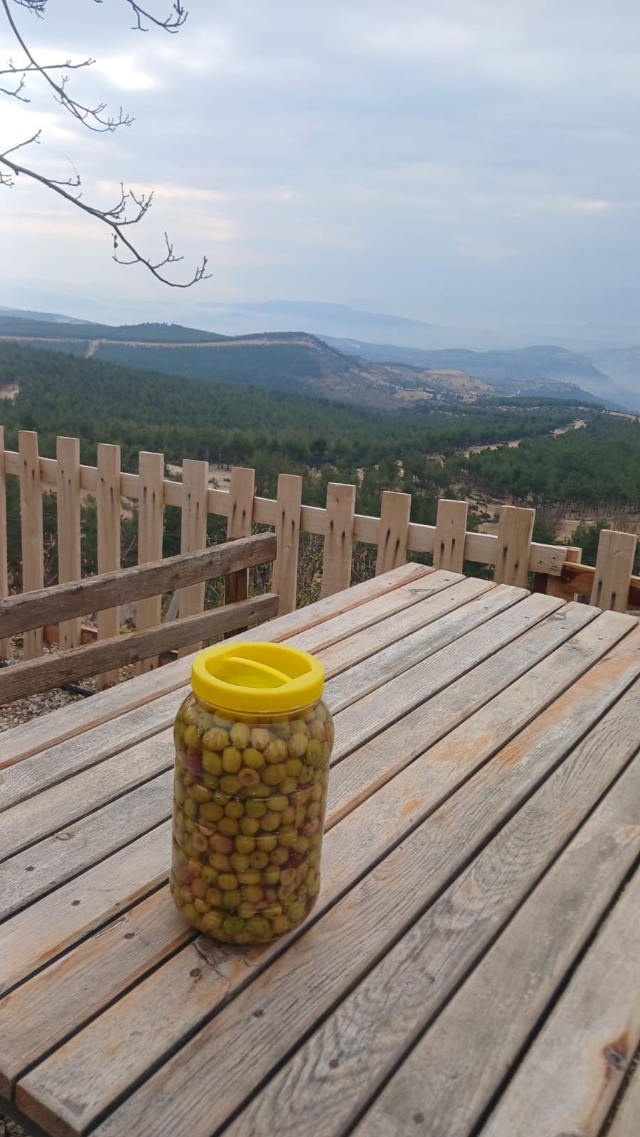 YEŞİL KIRMA ZEYTİN 3 LT PET BİDON