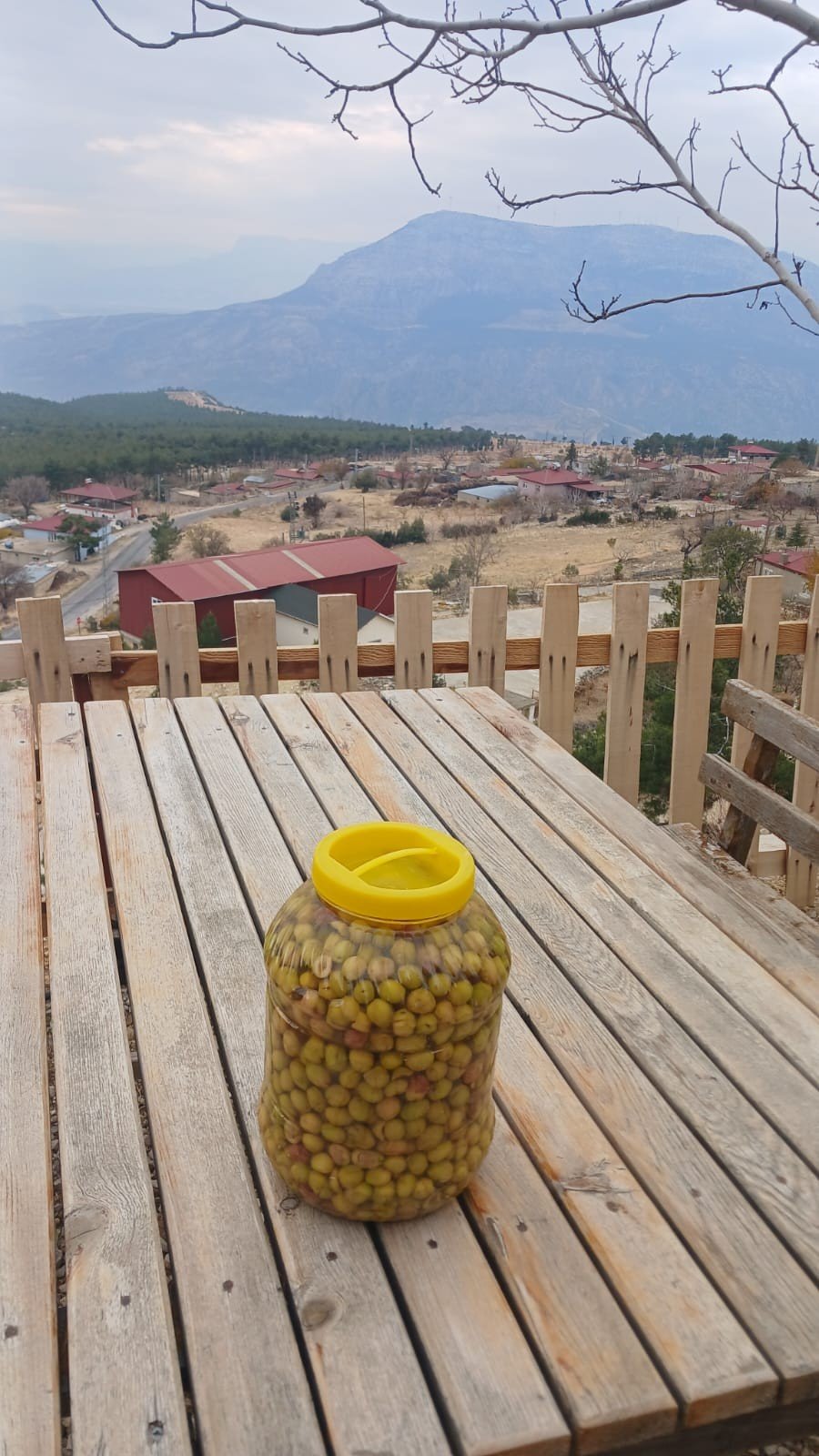 YEŞİL KIRMA ZEYTİN 5 LT PET BİDON