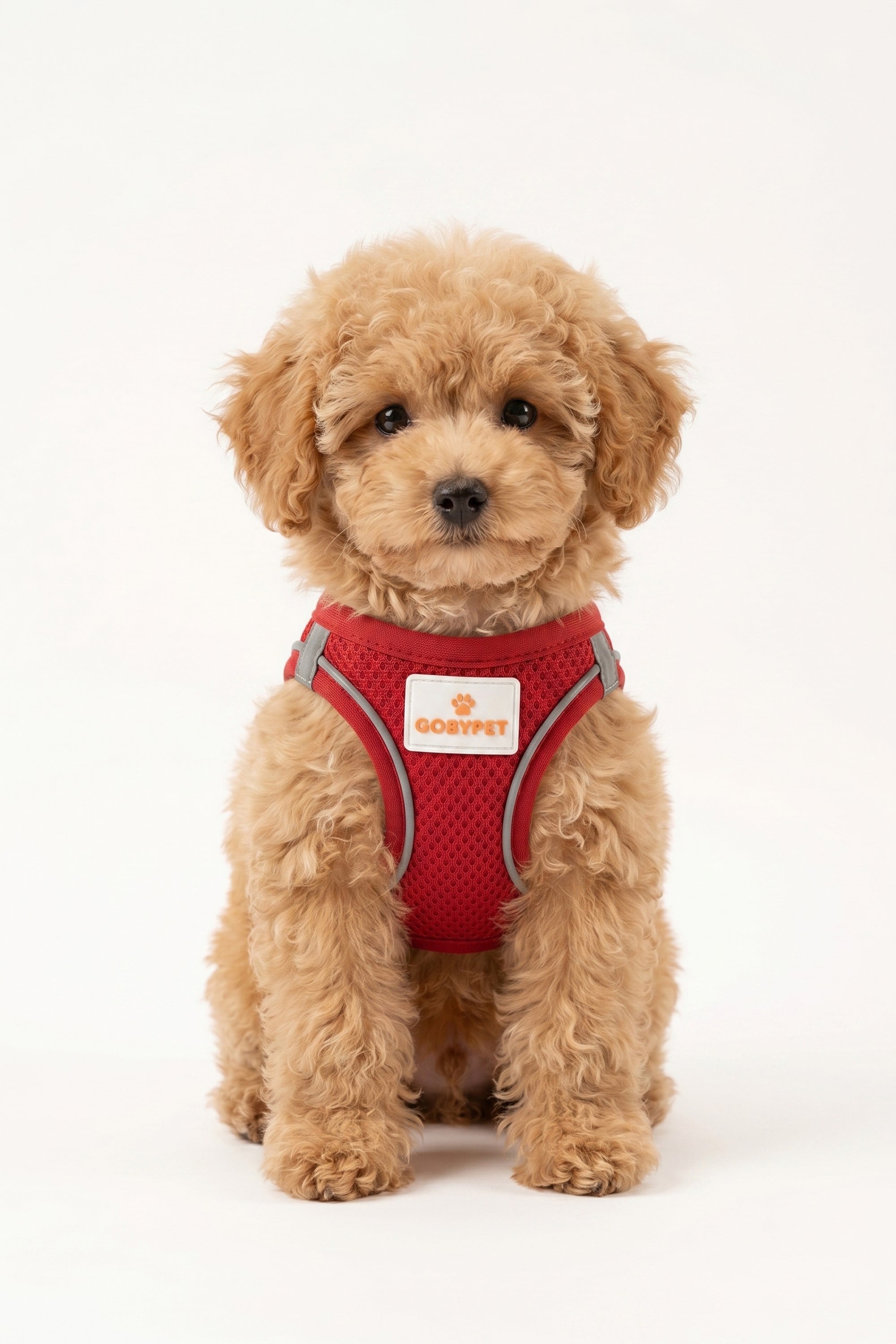 Kediler Ve Köpekler İçin Rahat, Dayanıklı Göğüs Tasması XXS