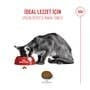  FUSSY CAT 2KG