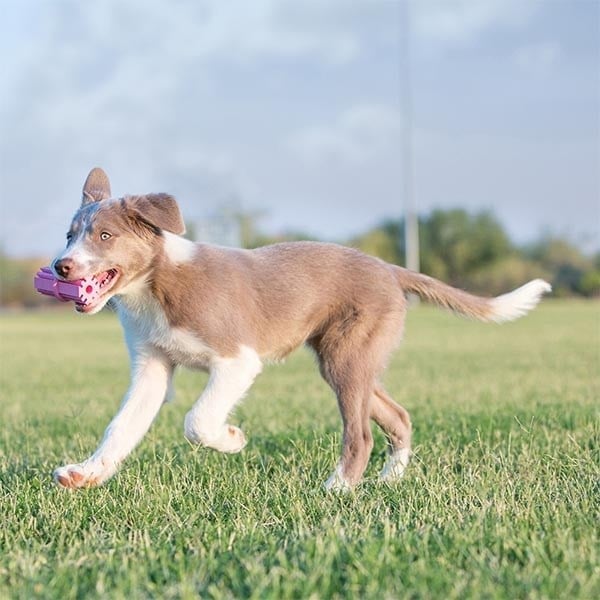  Kong Puppy Teething Stick Diş Temizliği Sağlayan Çok Amaçlı Yavru Köpek Oyuncağı S