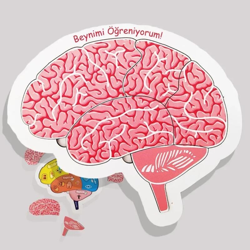 Beynimi Öğreniyorum Ahşap Puzzle - Çocuk Yapboz - 5 Yaş ve Üzeri Eğitime Yardımcı Oyuncak