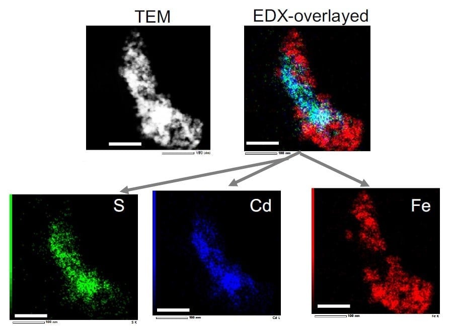 Bright Red CdSe Based Quantum Dots (Magnetic)