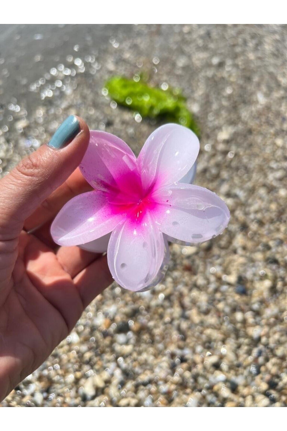 Beyaz Fuşya hibiscus Lotus Toka
