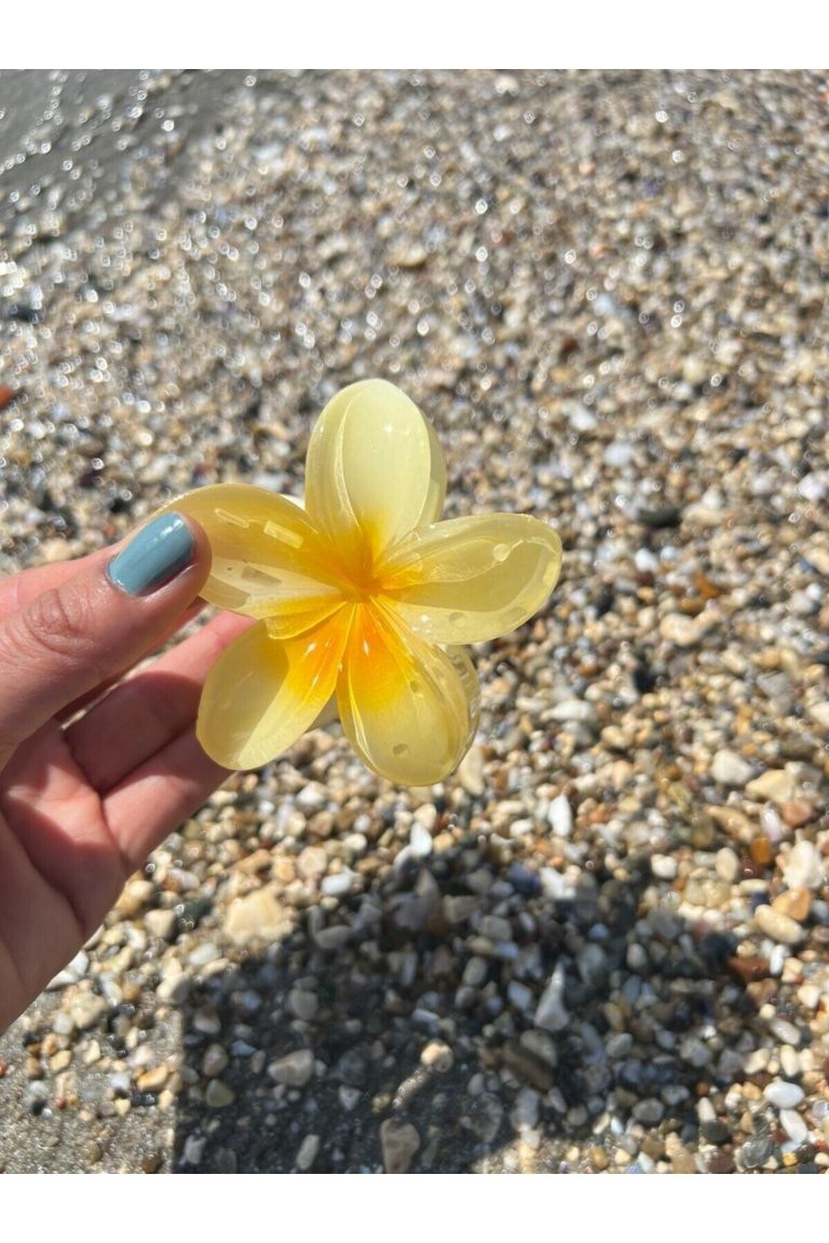 Sarı hibiscus Lotus Toka
