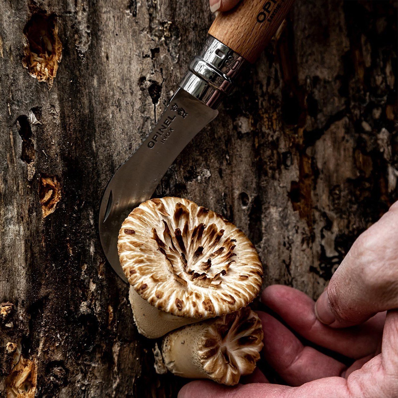 Opinel N°8 Deri Kılıflı Mantar Çakısı (Özel Kutulu)