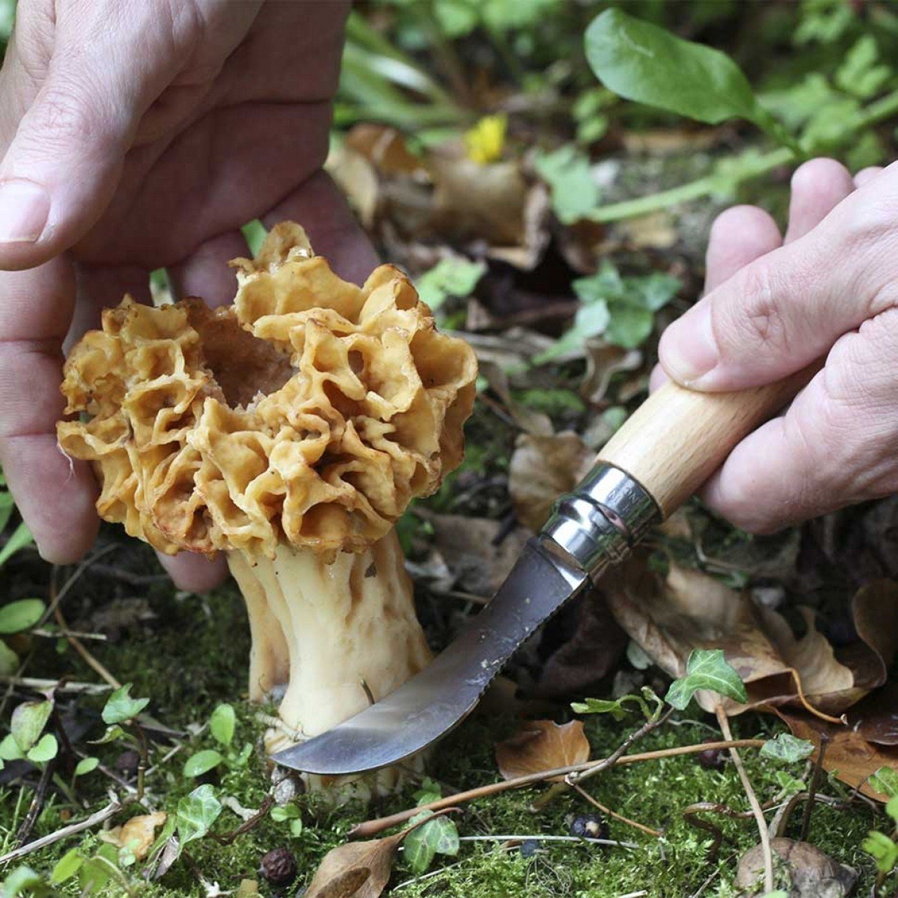 Opinel N°8 Mantar Çakısı