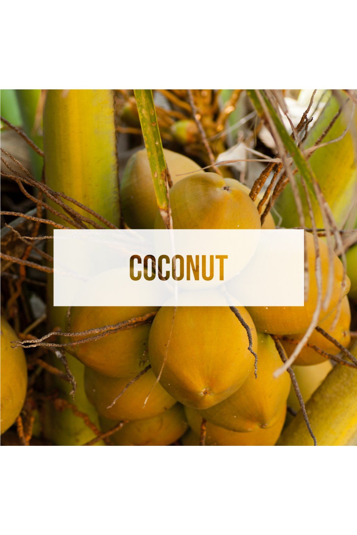 Fresheners Palm Tree Coconut Oto Asma Koku (Made In Usa)