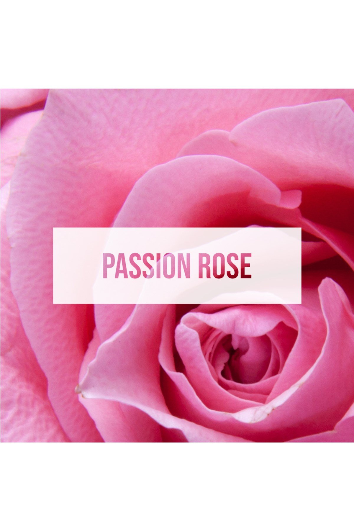 Fresheners Palm Tree Passion Rose Oto Asma Koku (Made In Usa)