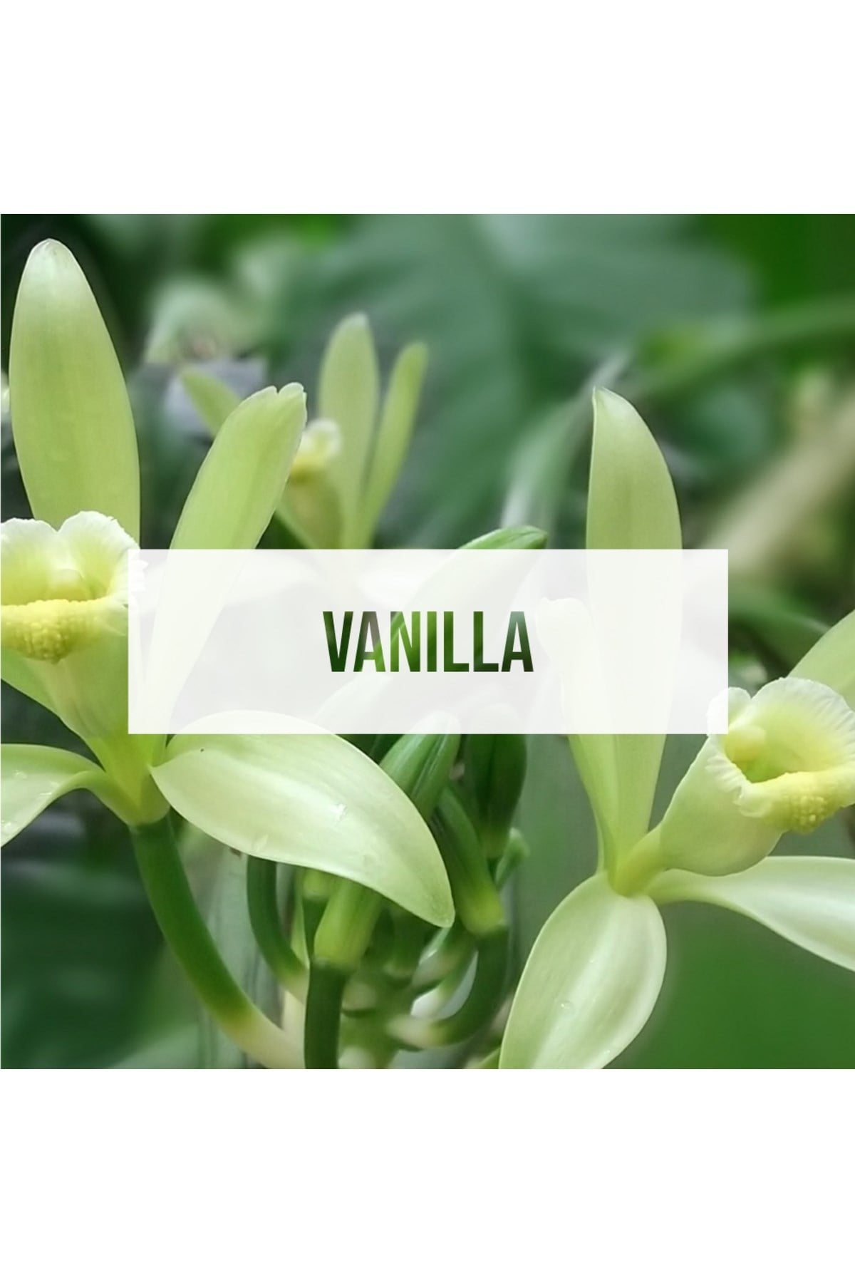Fresheners Palm Tree Vanilla Oto Asma Koku (Made In Usa)