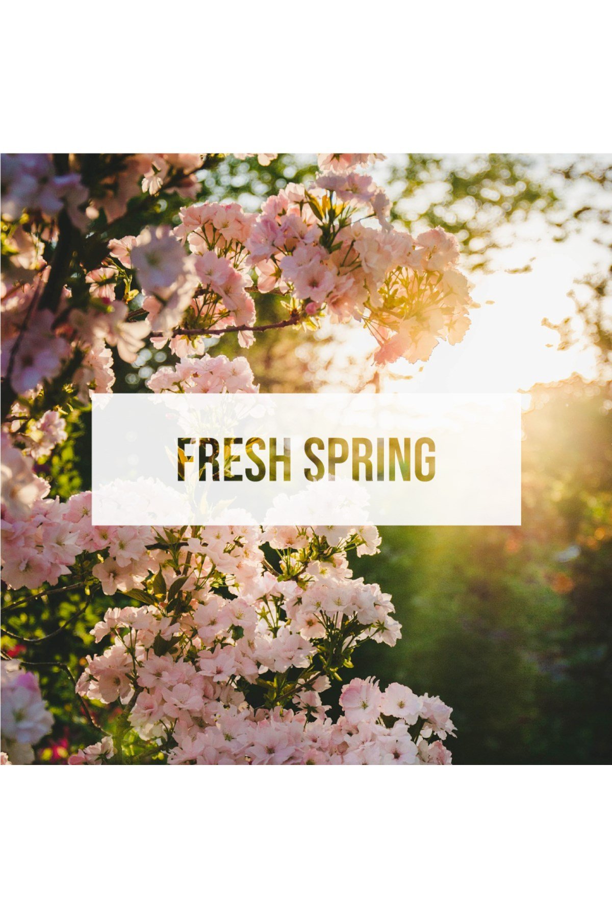 Fresheners Palm Trees Fresh Spring Oto Asma Koku (Made In Usa)