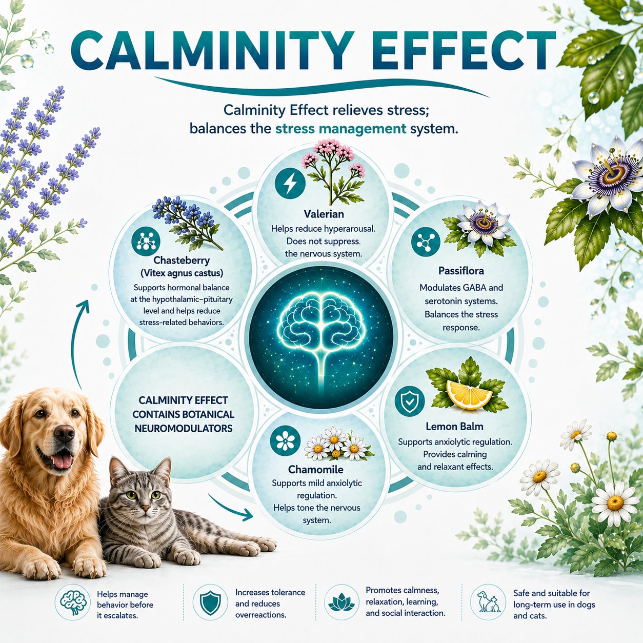 Calminity Effect
