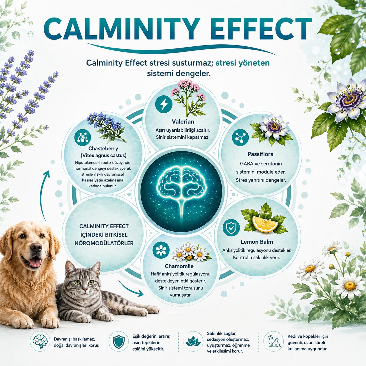 Calminity Effect