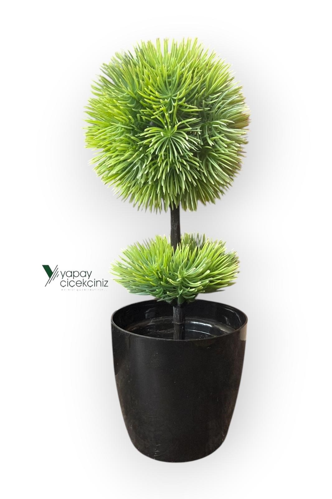 Siyah Saksıda 25 cm Mini Top Şimşir