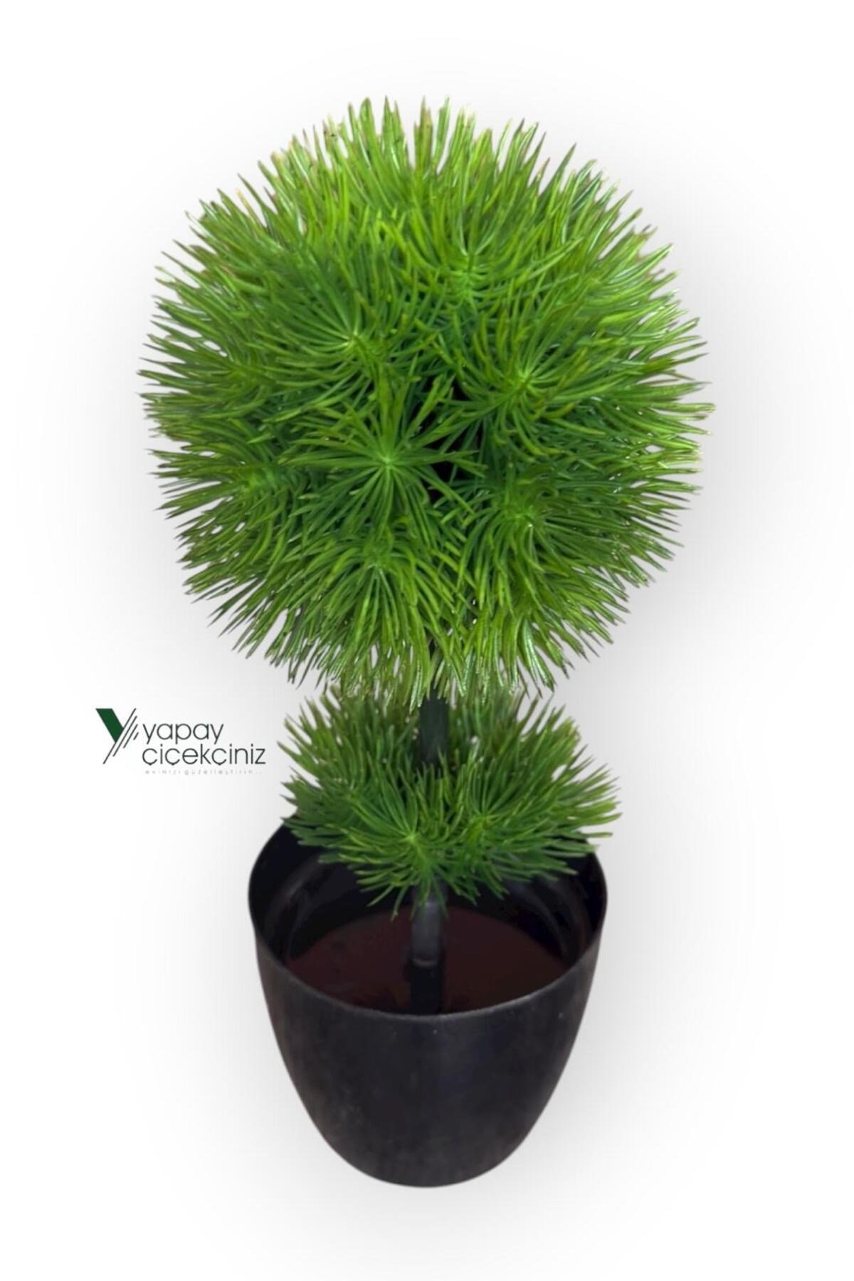 Siyah Saksıda 25 cm Mini Top Şimşir