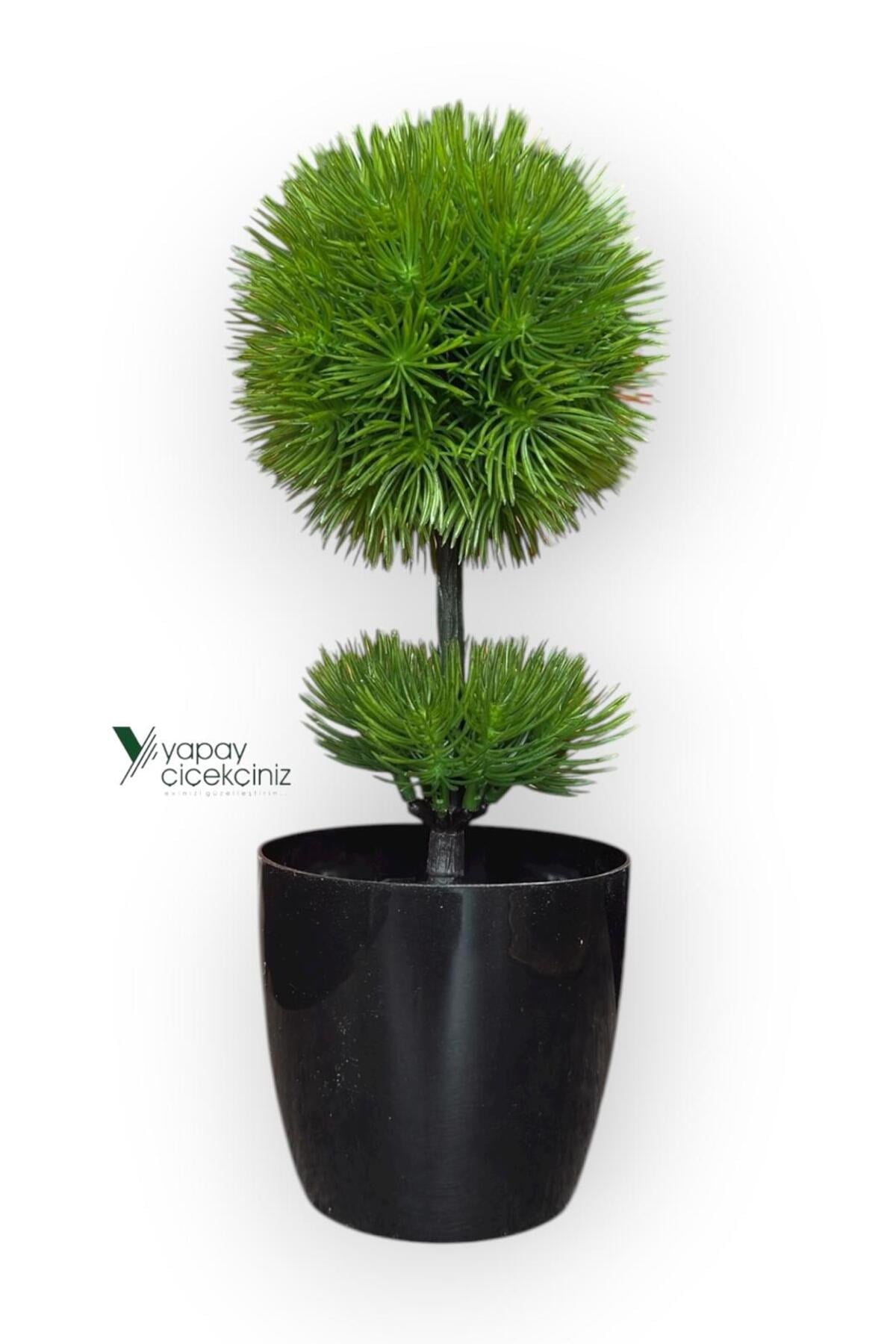 Siyah Saksıda 25 cm Mini Top Şimşir