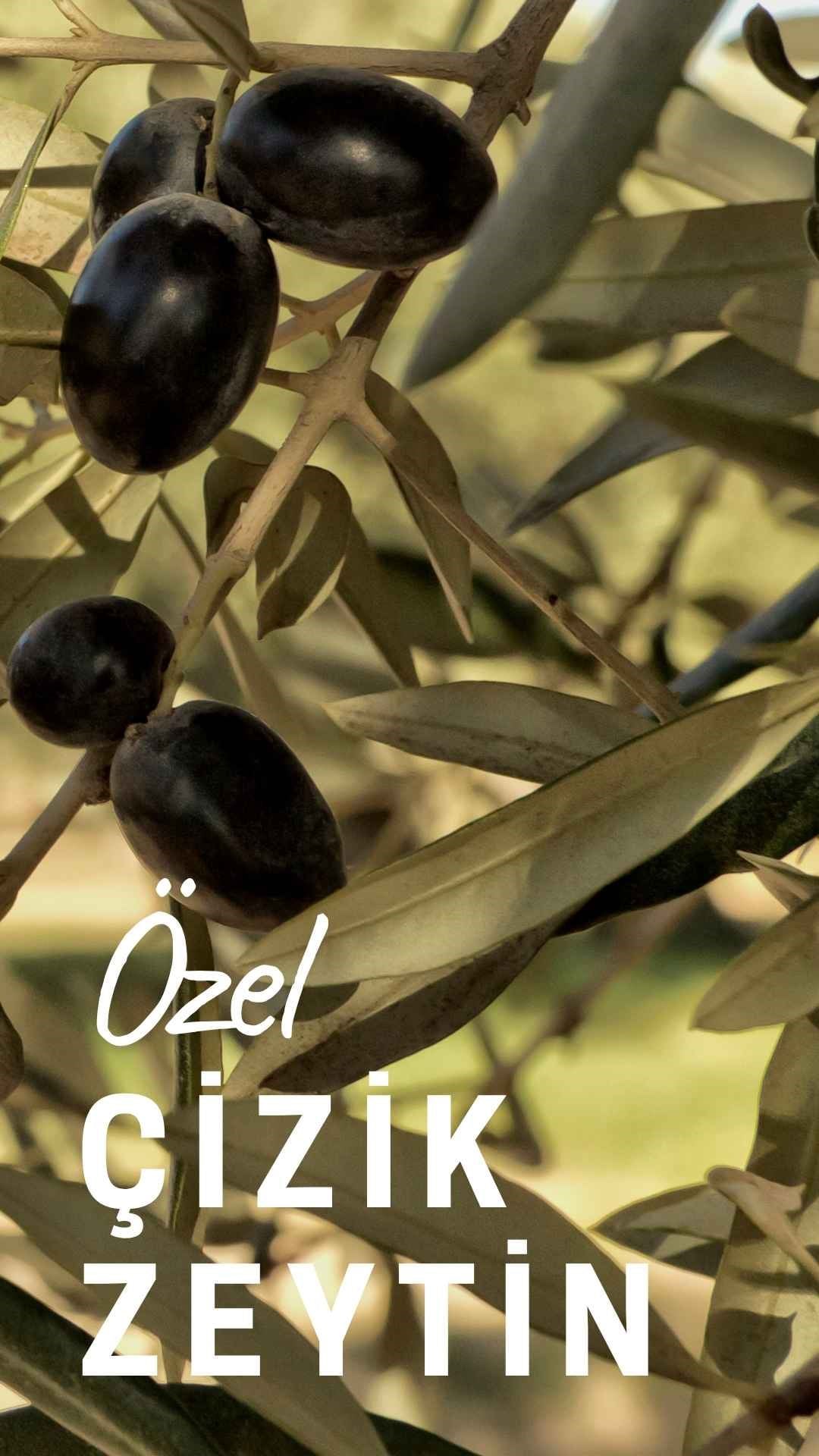KAHVALTI CANDIR ÇİZİK YEŞİL ZEYTİN KAH26062026004
