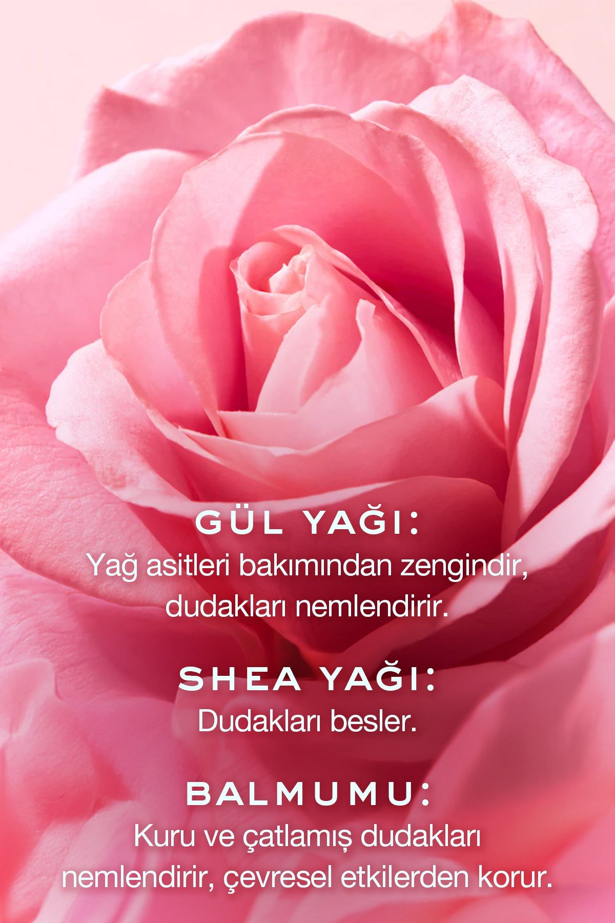 Gül Özlü Besleyici Dudak Kremi