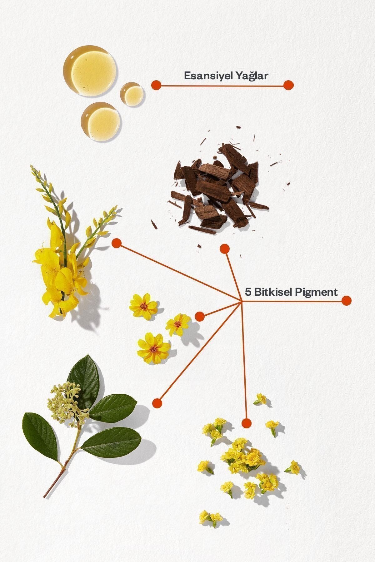 Phytocolor 3 Koyu Kestane Amonyaksız Kalıcı Bitkisel Saç Boyası