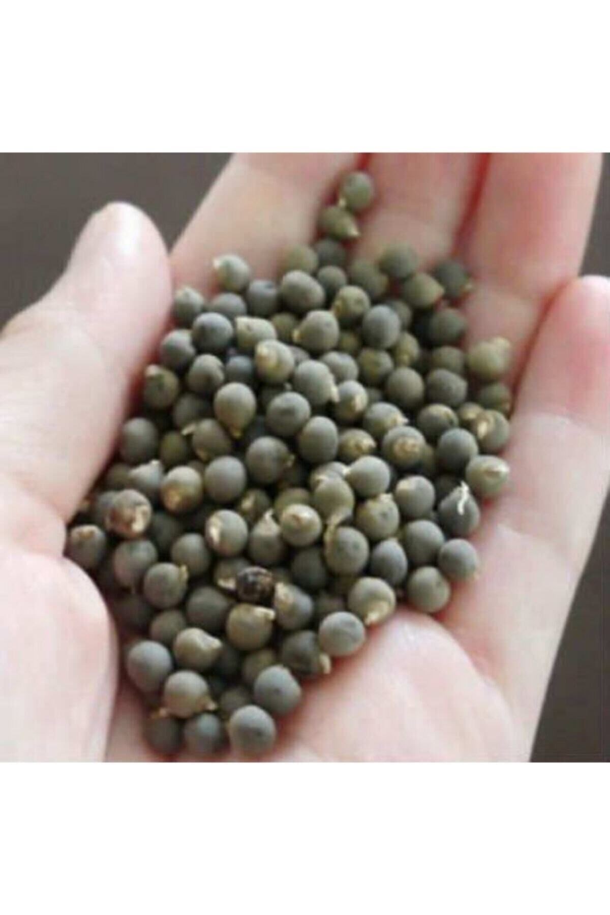 Bamya Tohumu Yerli 1 Kg (ilaçsız- Yenilebilir) 1. Kalite Balıkesir Yeni Mahsül