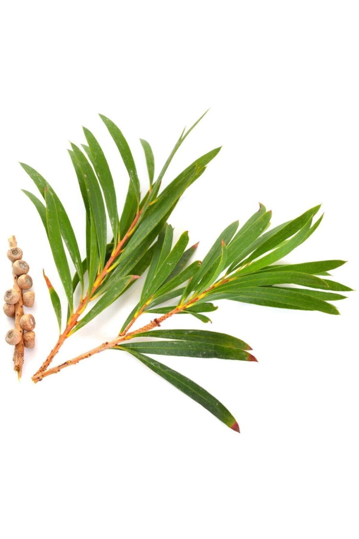 Çay Ağacı Hint Defnesi Yağı Saf Katkısız Orjinal 20 ml