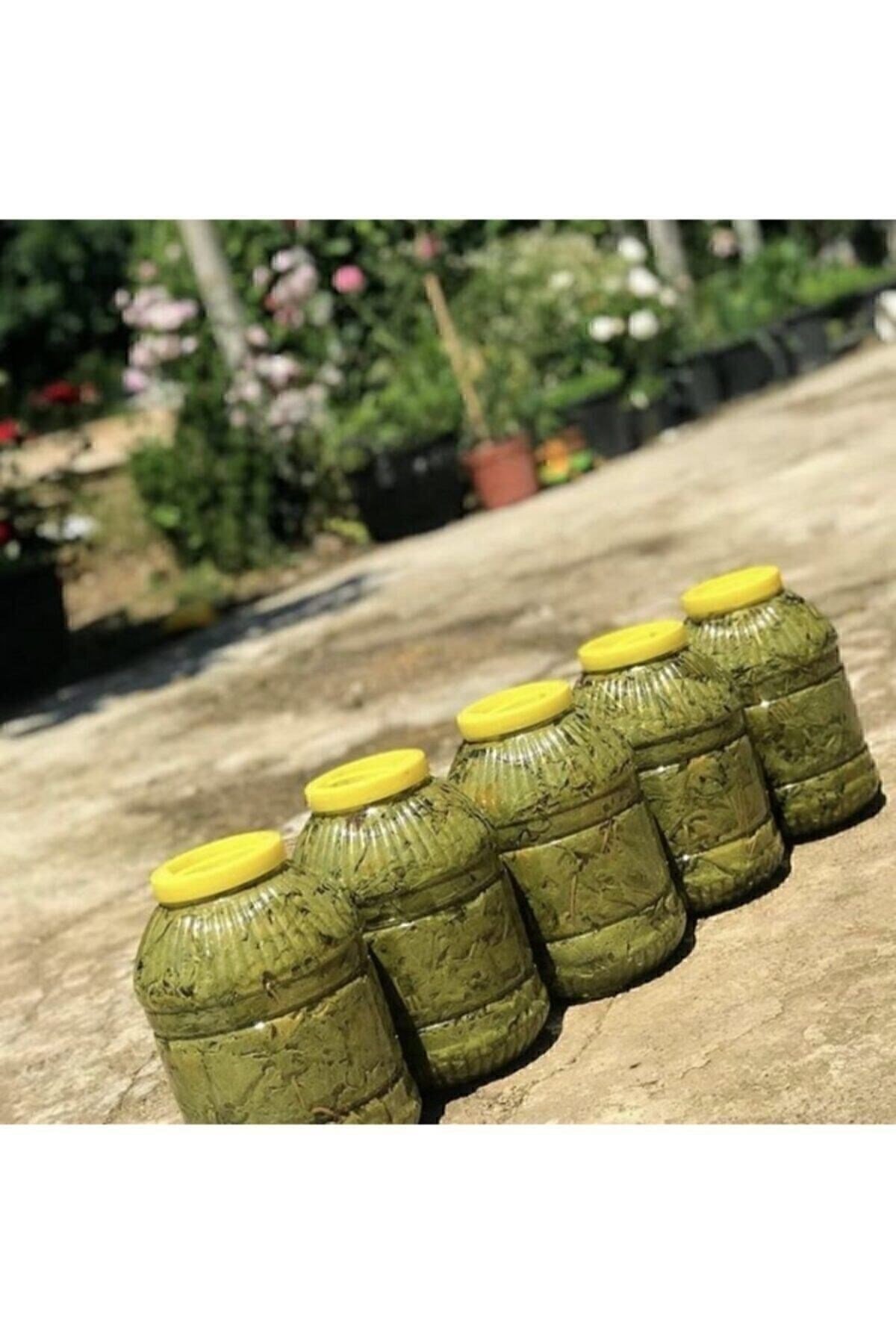 Salamura Asma Yaprağı 5 Kg (INCE VE DAMARSIZ) Yeni Mahsül