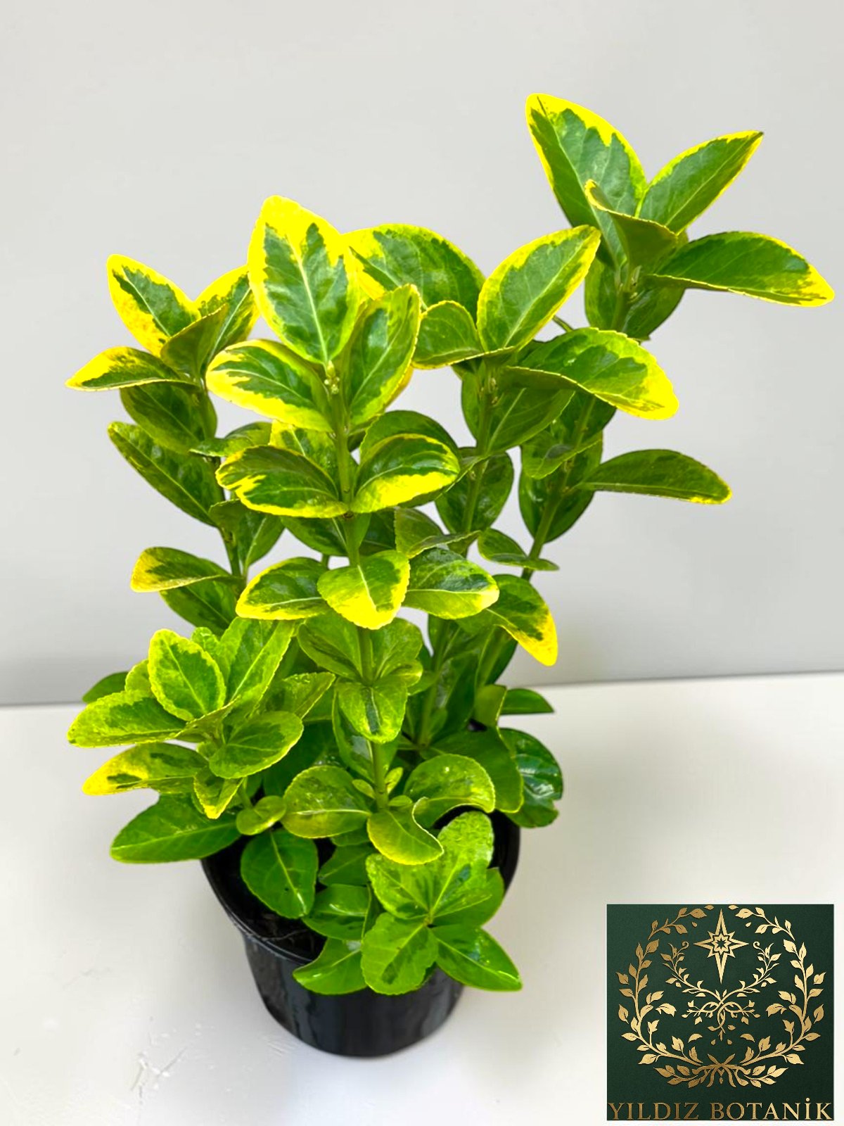 Altuni Gold Taflan Çit Bitkisi Sarı Taflan Fidanı 25-30 Cm 1 Saksıda 3 Kök Üretim