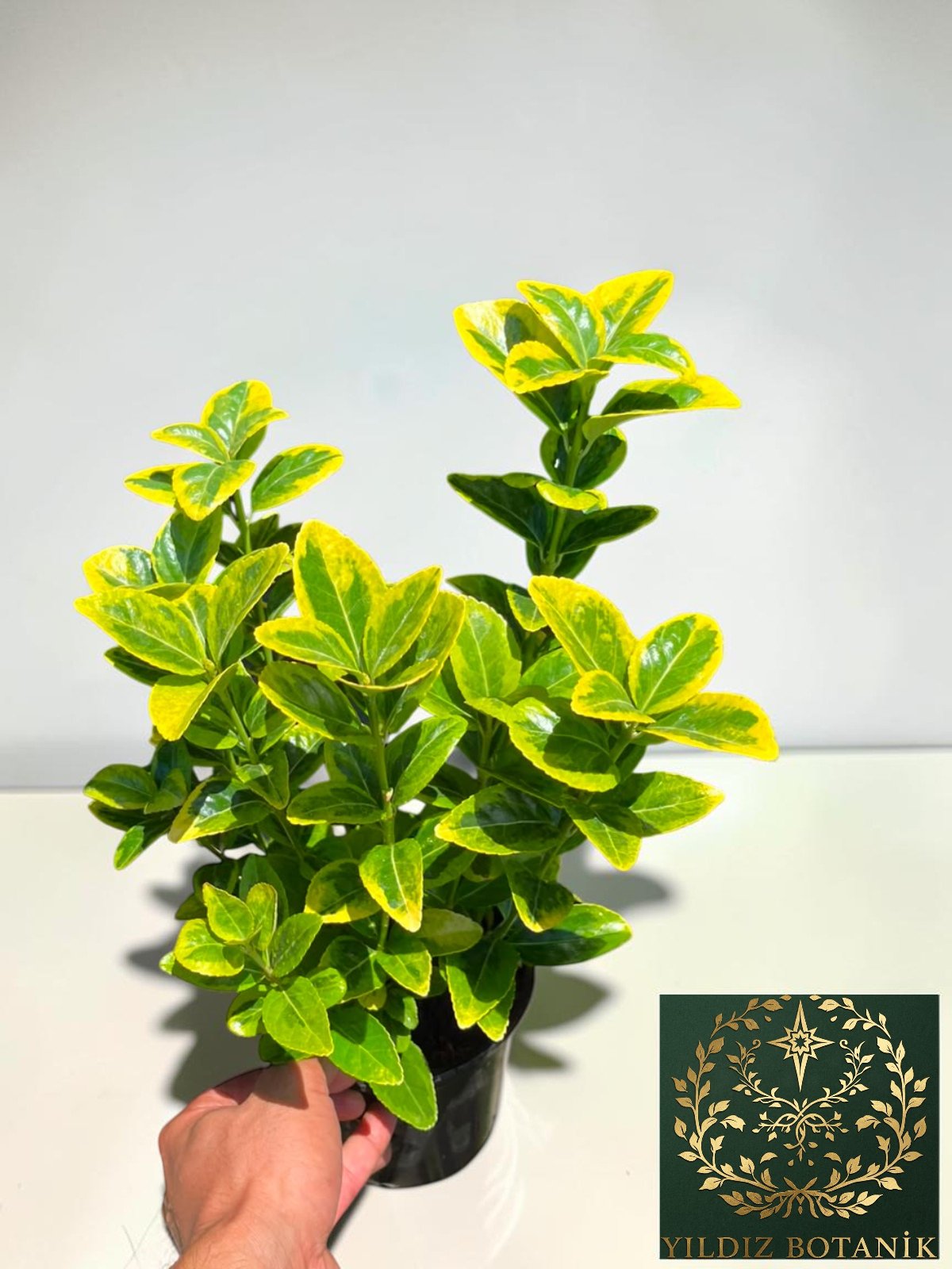 Altuni Gold Taflan Çit Bitkisi Sarı Taflan Fidanı 25-30 Cm 1 Saksıda 3 Kök Üretim