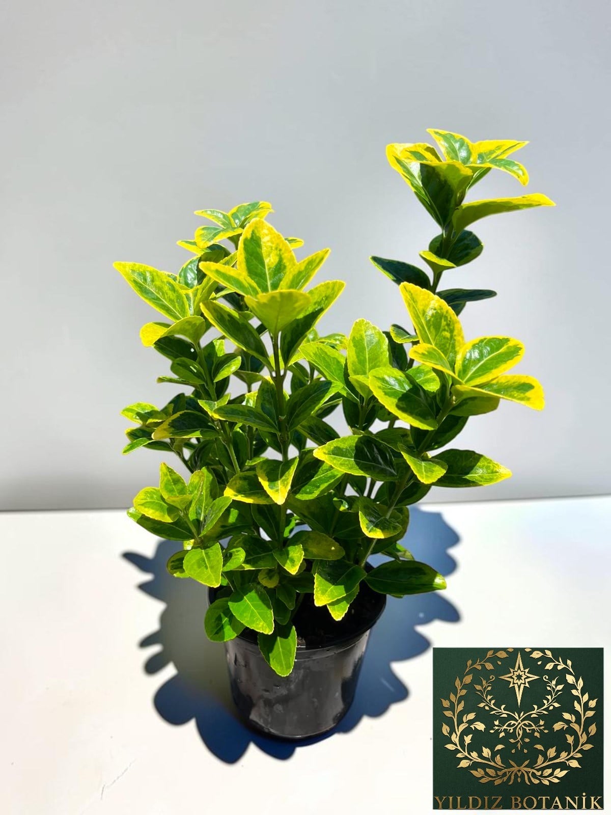 Altuni Gold Taflan Çit Bitkisi Sarı Taflan Fidanı 25-30 Cm 1 Saksıda 3 Kök Üretim