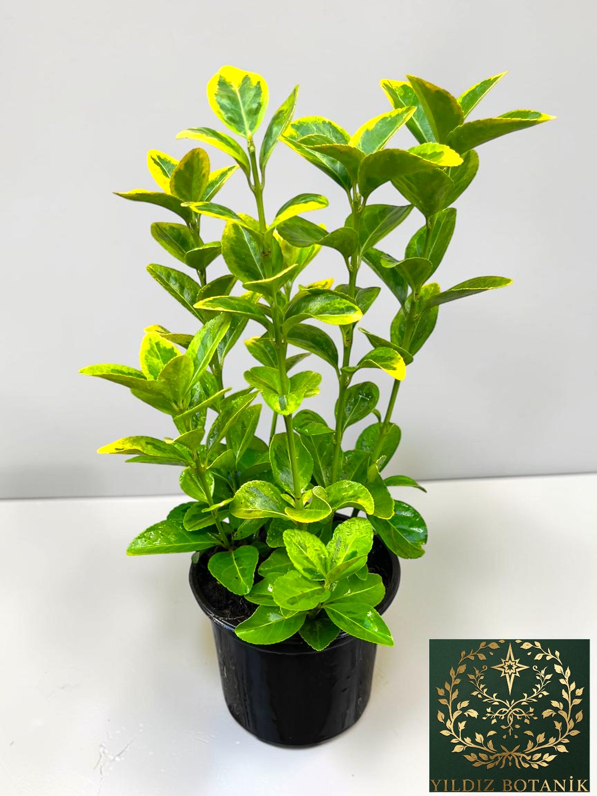 Altuni Gold Taflan Çit Bitkisi Sarı Taflan Fidanı 25-30 Cm 1 Saksıda 3 Kök Üretim