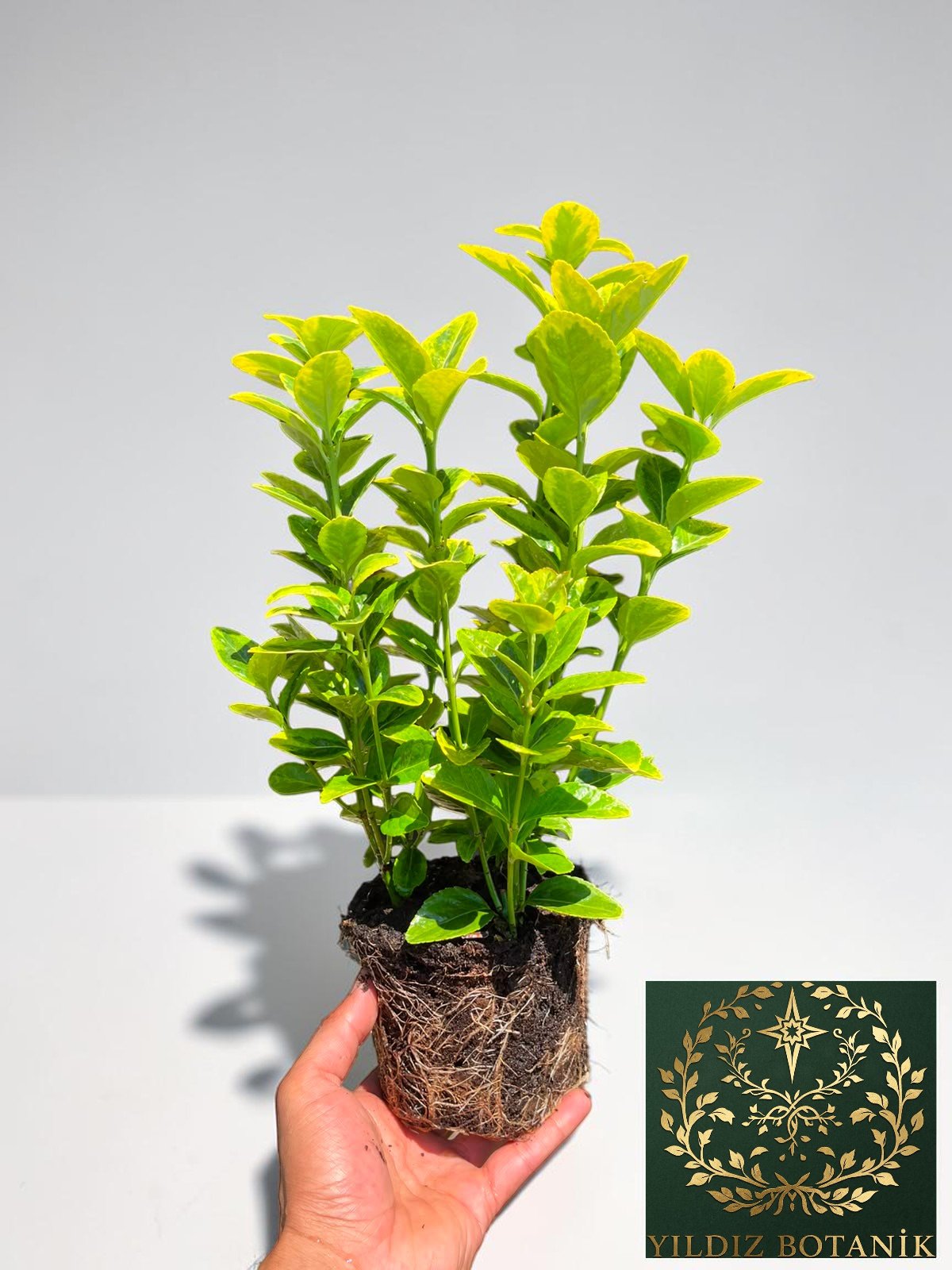 Altuni Gold Taflan Çit Bitkisi Sarı Taflan Fidanı 25-30 Cm 1 Saksıda 3 Kök Üretim