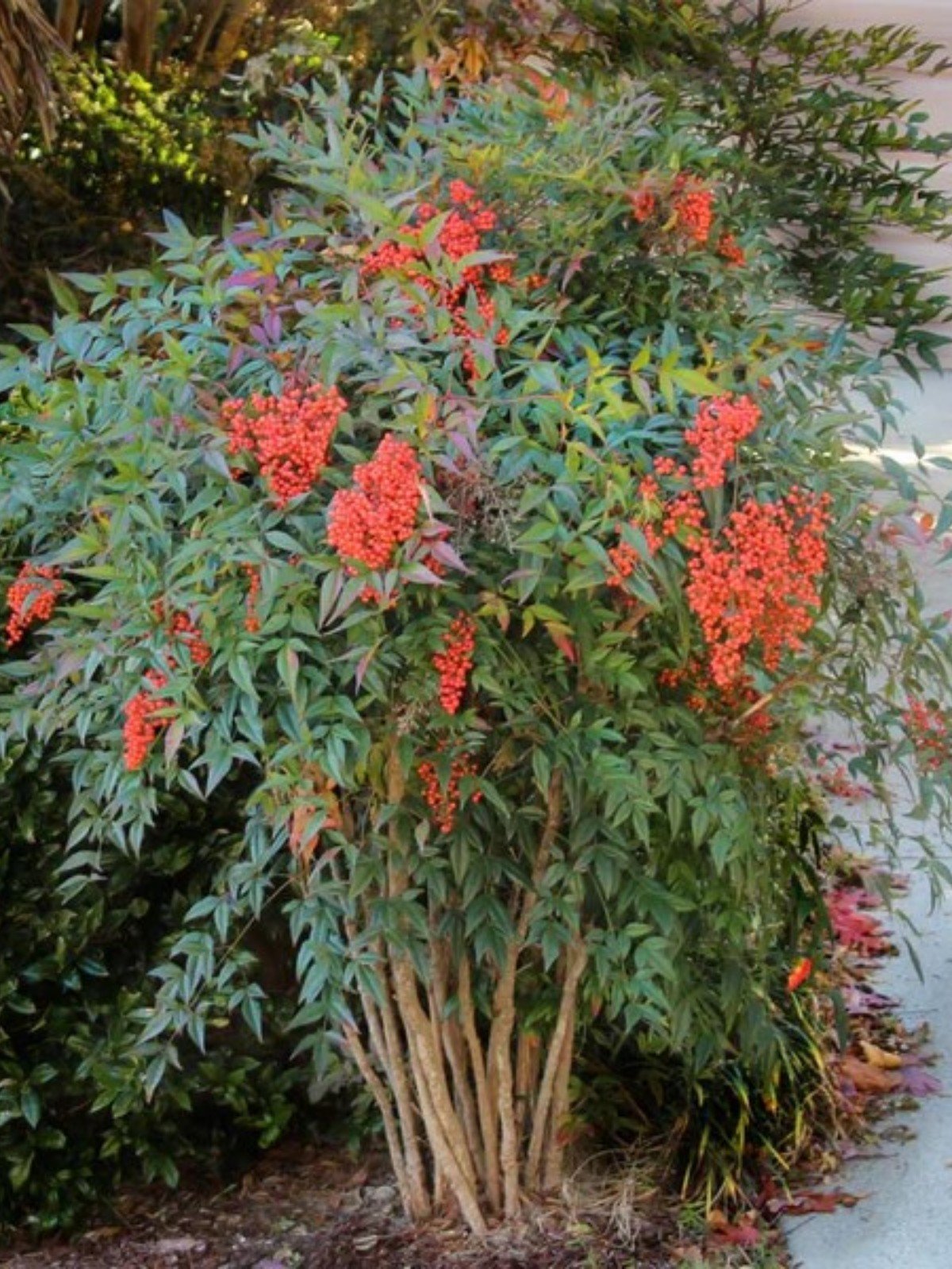 Boncuklu Cennet Bambusu Nandina Domestica Heavenly Bamboo 60-80 CM