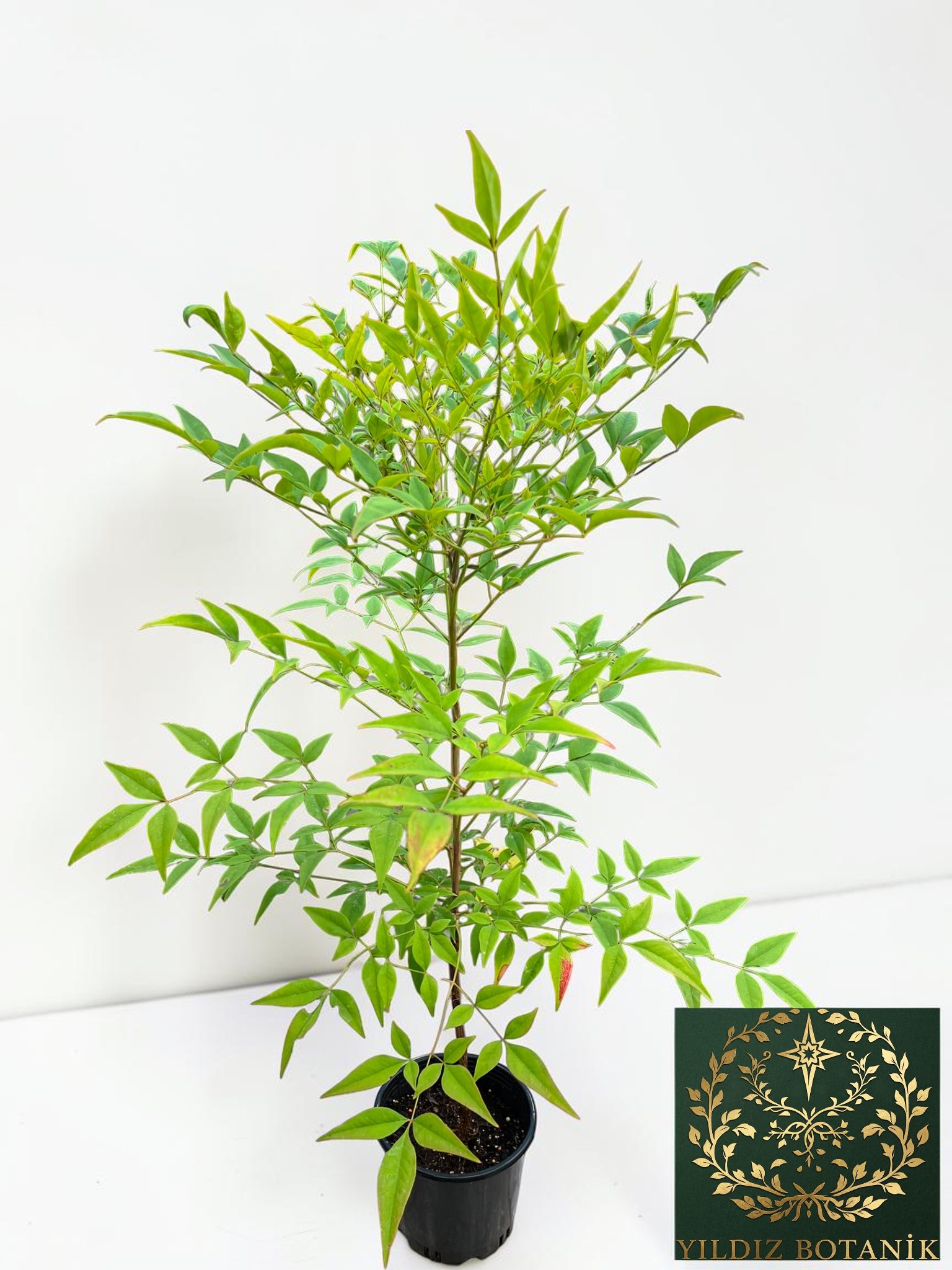 Boncuklu Cennet Bambusu Nandina Domestica Heavenly Bamboo 60-80 CM