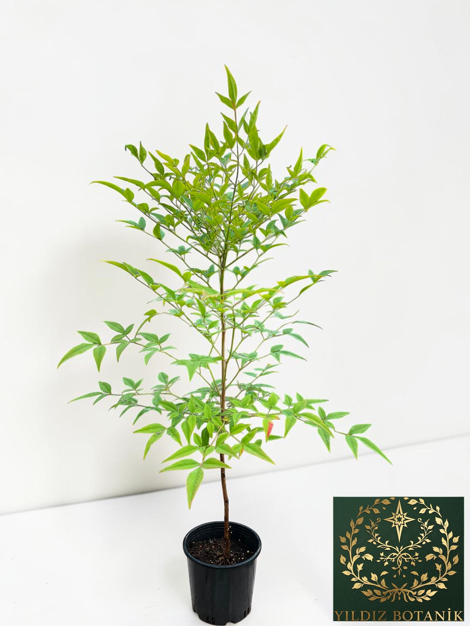 Boncuklu Cennet Bambusu Nandina Domestica Heavenly Bamboo 60-80 CM