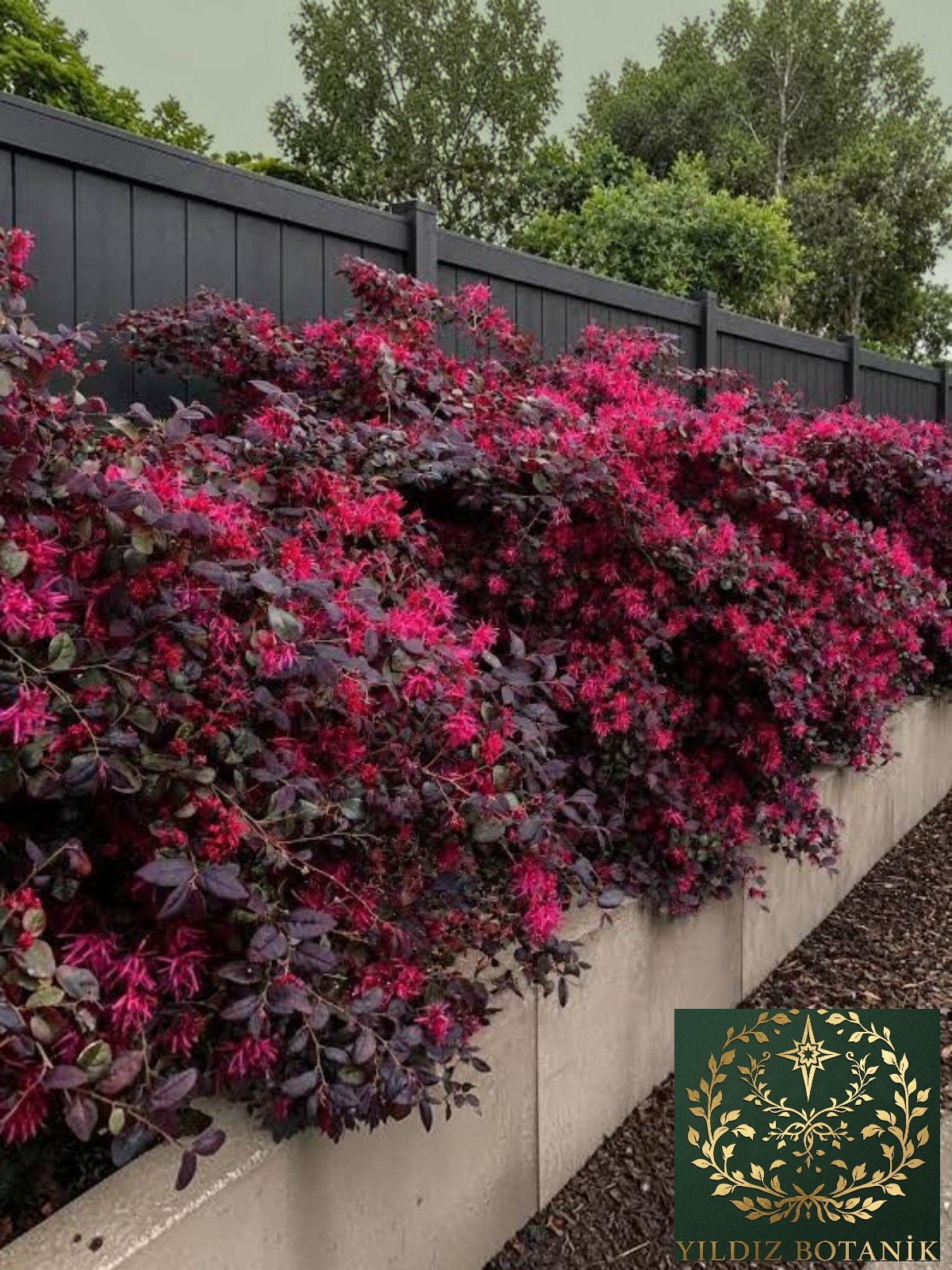 Loropetalum Rüya Çiçeği Fidanı 40-60 CM