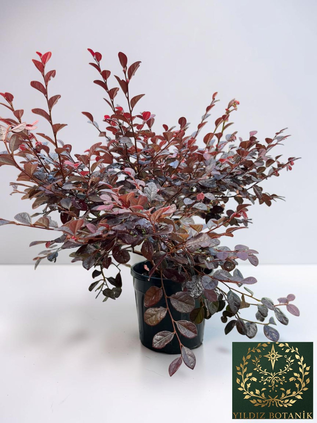 Loropetalum Rüya Çiçeği Fidanı 40-60 CM