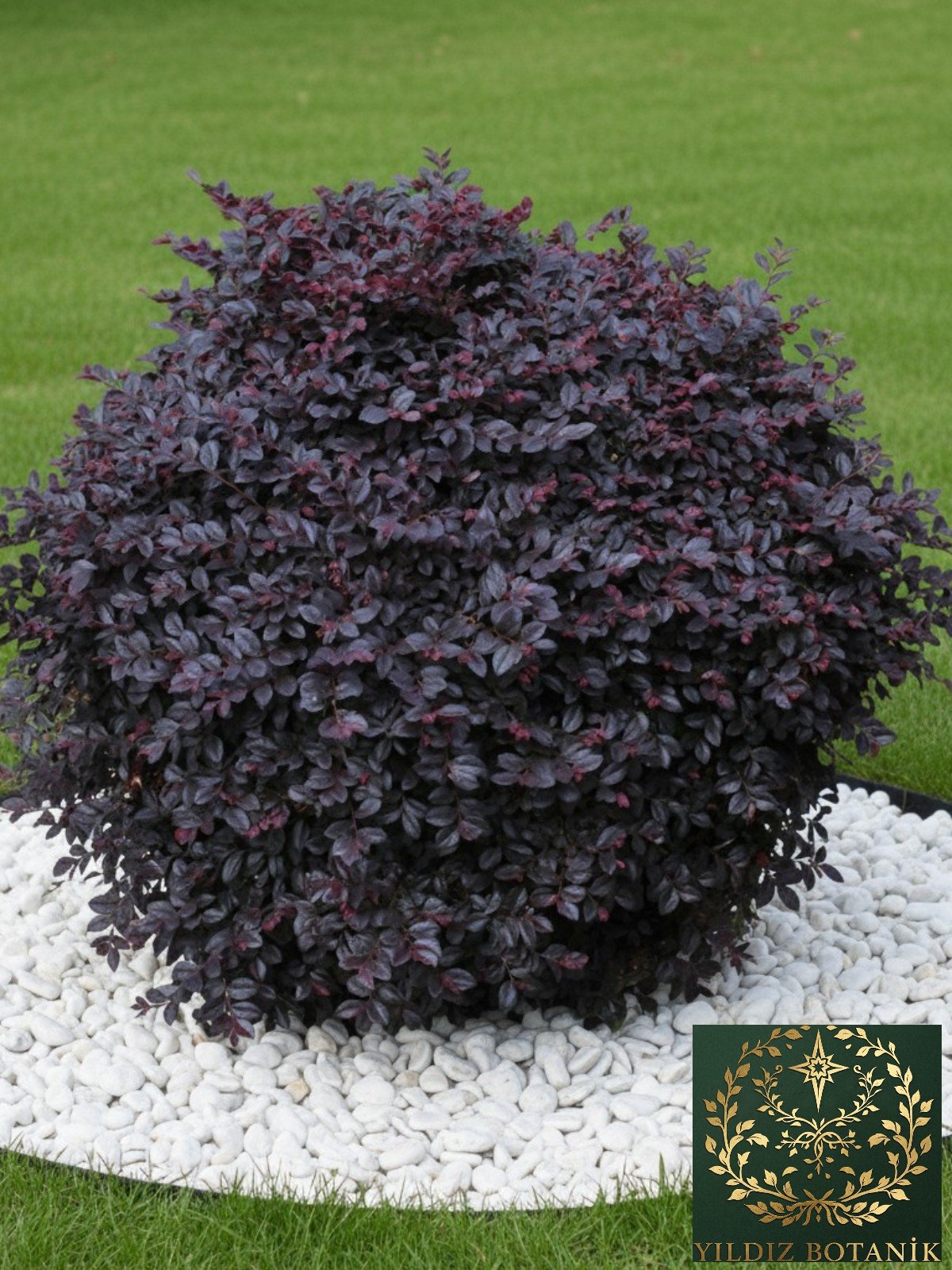 Loropetalum Rüya Çiçeği Fidanı 40-60 CM