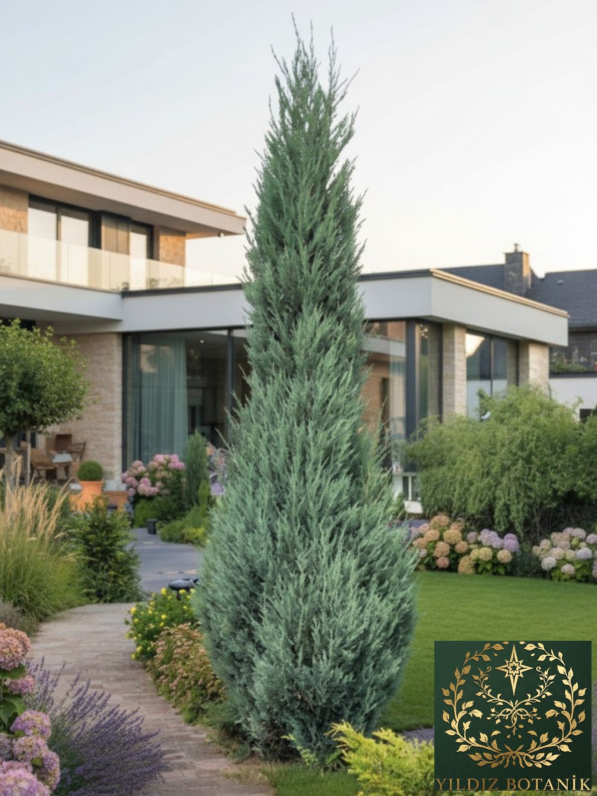 Mavi Kalem Selvi Fidanı Blue Arrow Juniper Bitkisi 100-110 CM