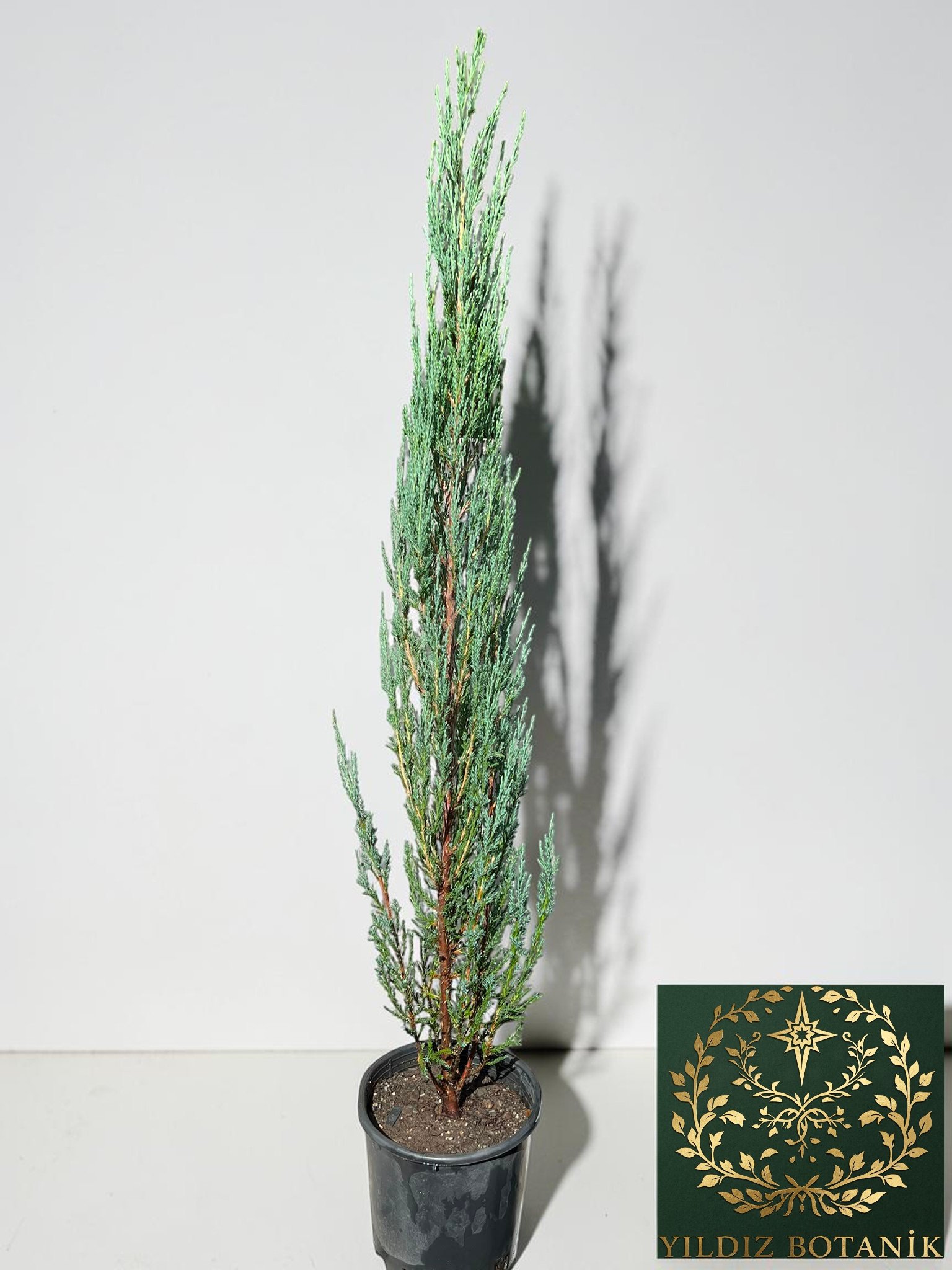 Mavi Kalem Selvi Fidanı Blue Arrow Juniper Bitkisi 100-110 CM