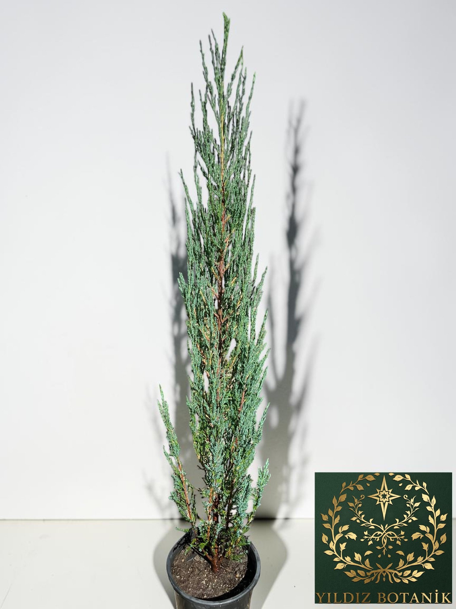 Mavi Kalem Selvi Fidanı Blue Arrow Juniper Bitkisi 100-110 CM