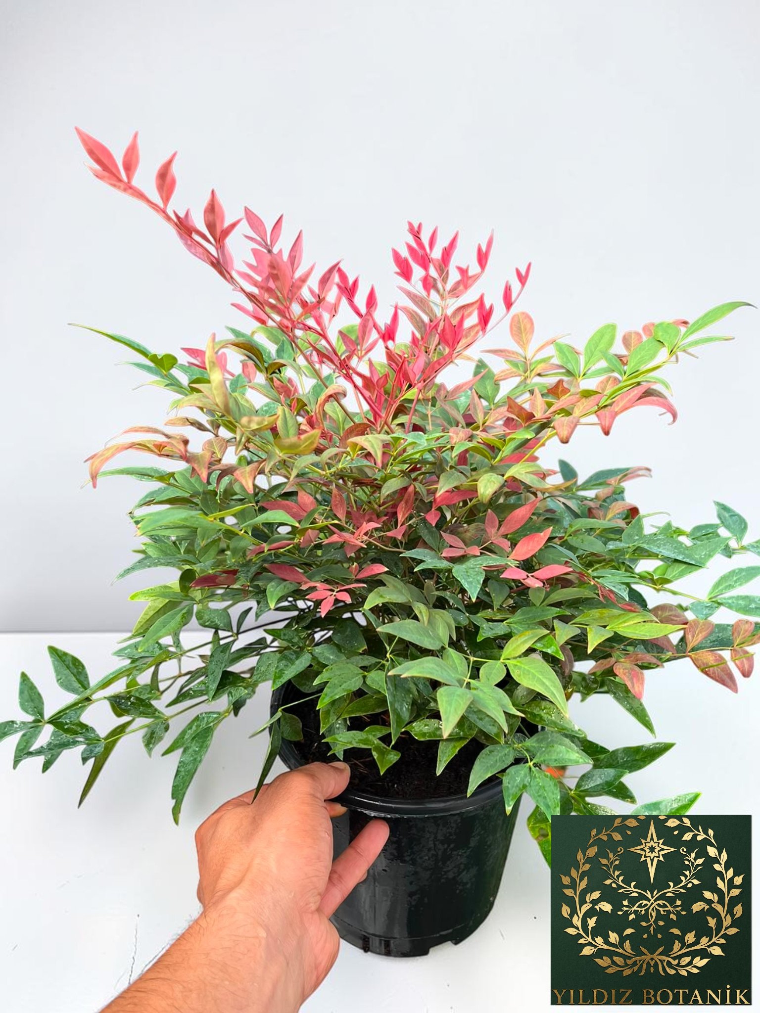 Nandina Seika Renk Değiştiren Cennet Bambusu Nandina Obsession Seika 30-40 CM
